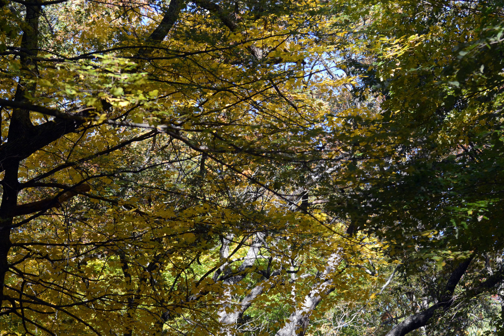 Baraboo area fall color, Oct. 8, 2020
